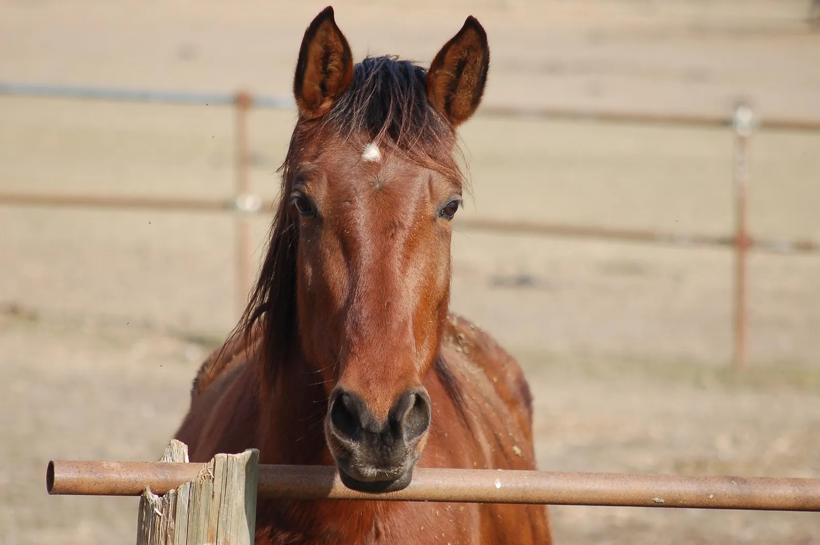 Ritratto ravvicinato di un cavallo baio dietro uno steccato di un recinto