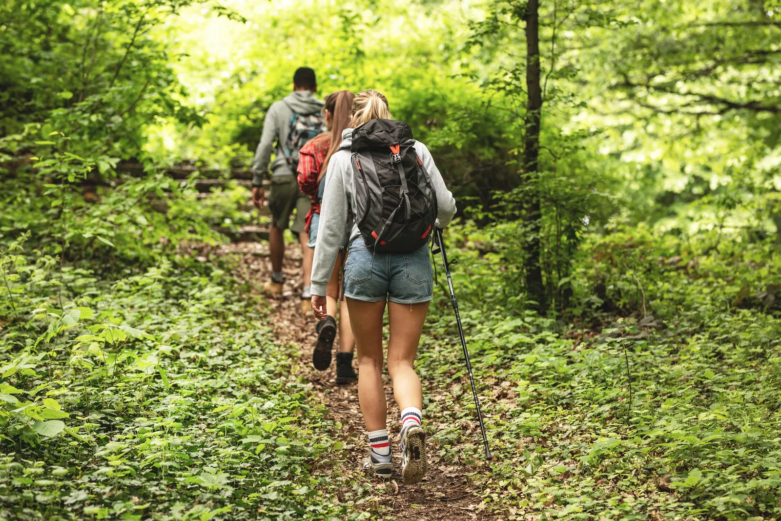 Three hikers seen from behind walking a trail through a green forest, with backpacks and poles
