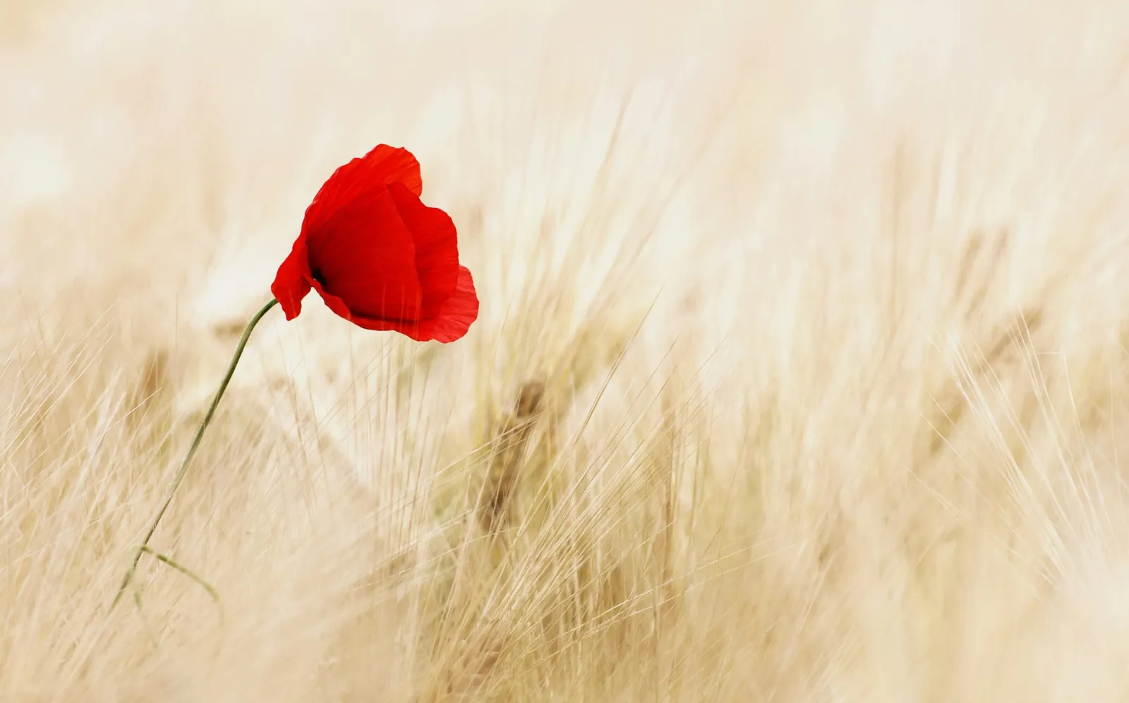 Un papavero rosso solitario in un campo di grano biondo
